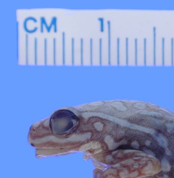 Media type: image; Herpetology A-17632